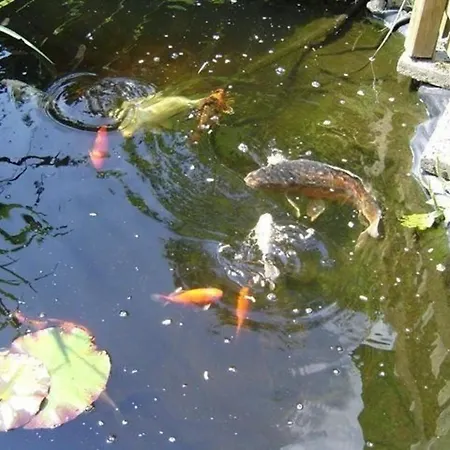 Grosszuegige Fuer 5 Personen Mit Ueberdachter Terrasse Und Wundervollem Garten Mit Koi-teich In Waldnaehe